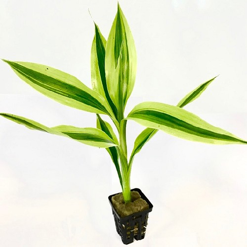 Dracaena sanderiana in pot